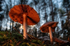 Przyroda - Chodźmy na grzyby