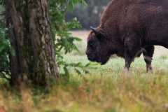 Przyroda - European bison